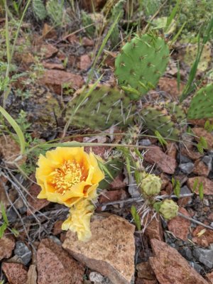 plains prickly pear cactus 