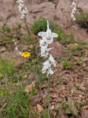nodding beardtongue