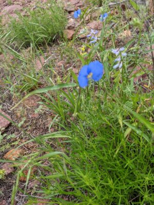 whitemouth dayflower
