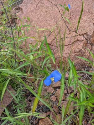 whitemouth dayflower