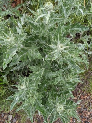 wavyleaf thistle