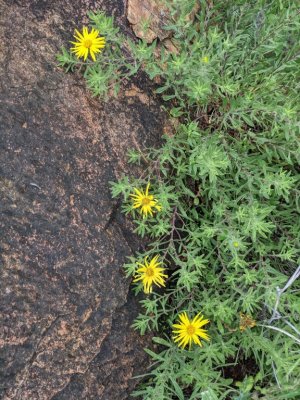 'asters and allies' is as close as inaturalist got, though experts may weigh in later