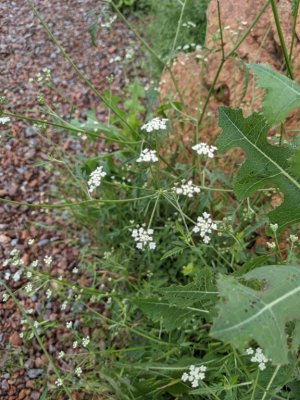 common hedge parsley