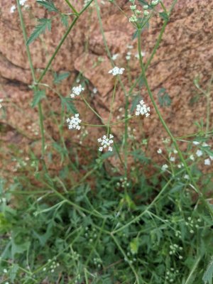 common hedge parsley