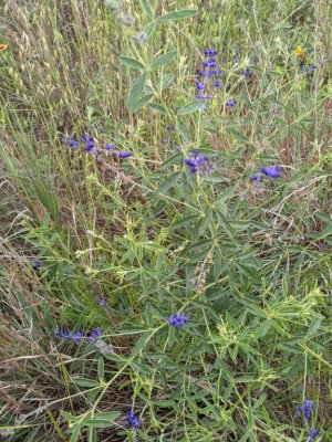 slimflower scurfpea!