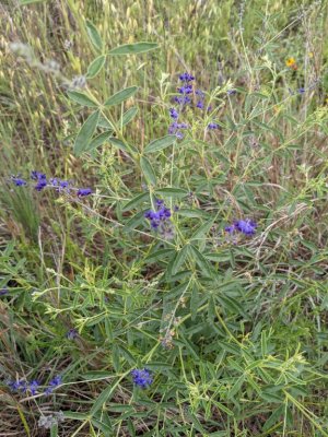 slimflower scurfpea