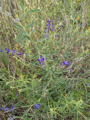 slimflower scurfpea