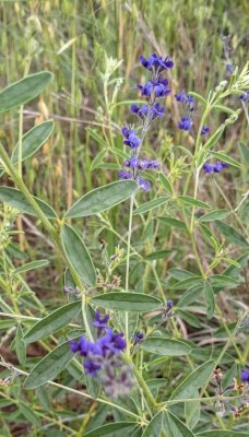 slimflower scurfpea