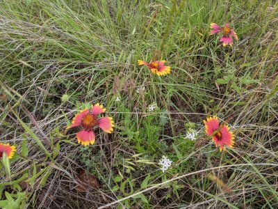 indian blanket