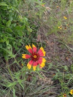 indian blanket