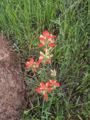 texas paintbrush