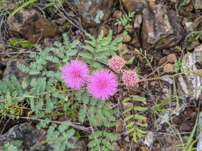 fourvalve mimosa