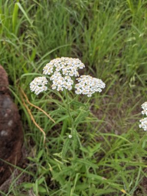 common yarrow