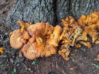 eastern american jack-o-lantern