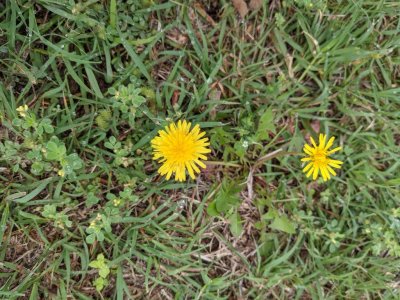 common dandelion