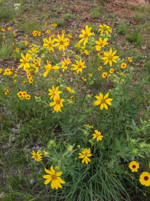 engelmann daisy