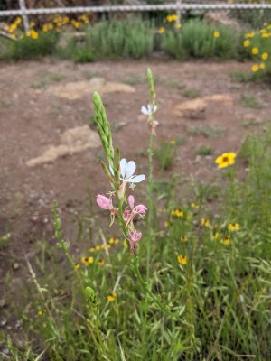 roadside gaura