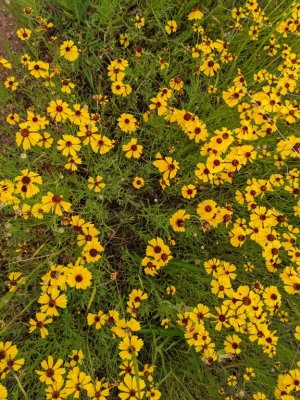 plains coreopsis