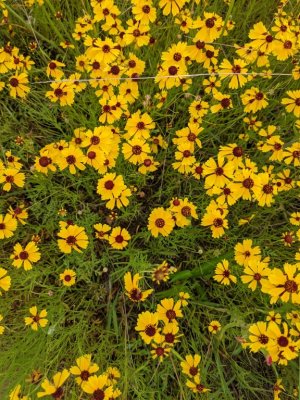 plains coreopsis