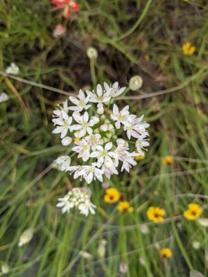 canadian meadow garlic