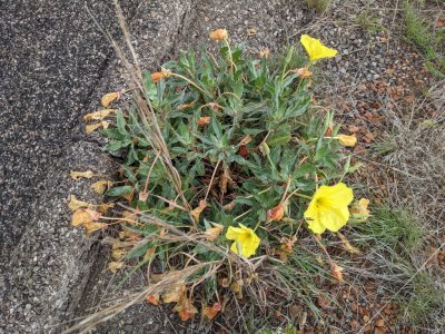 bigfruit evening primrose 
