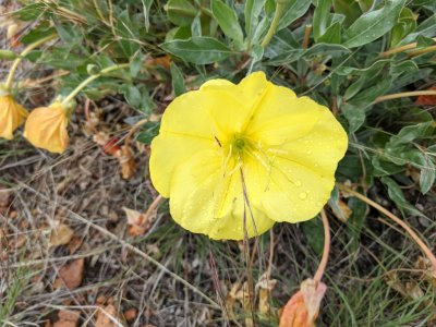 bigfruit evening primrose 