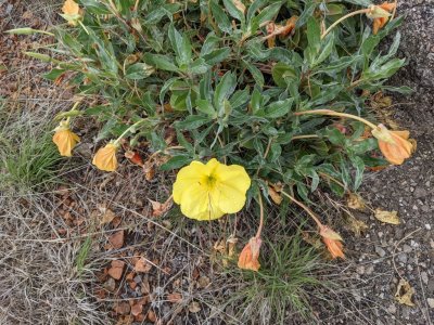 bigfruit evening primrose 