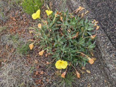 bigfruit evening primrose 