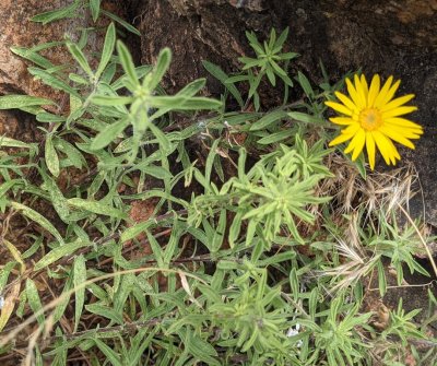 False Goldenaster