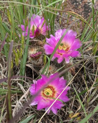 Hedgehog Cactus (Echinocereus reichenbachii ssp. baileyi), among the grasses and rocks behind the Holy City gift shop