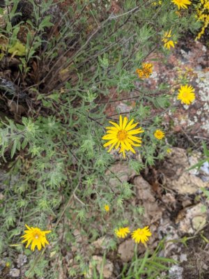 DYC - we learned later that these difficult-to-ID flowers and their ilk are called Darn Yellow Composites
In the Holy City area