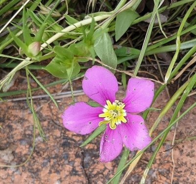 Meadow Pink