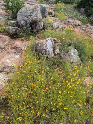 Rocks and wildflowers