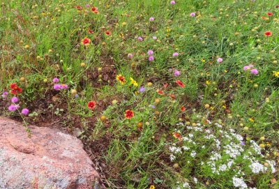 Mary found lots of wildflowers to photograph along the road through the Mt Scott picnic area.