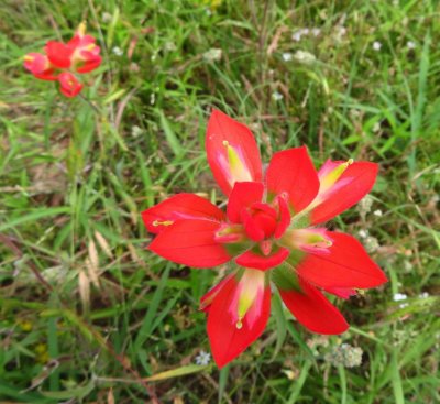 Texas or Indian Paintbrush