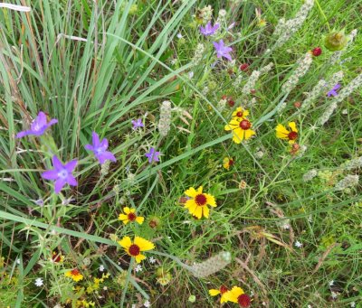 Wildflowers, near Lake Quanah Parker