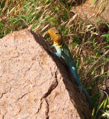 When we got back down the trail, we spotted what seemed to be the same lizard we saw on the way up.