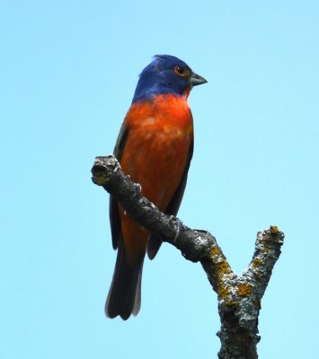 The first bird we managed to get a photo of was this male Painted Bunting at Lake Elmer Thomas dam.