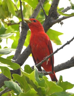 In the Mt Scott picnic area, we saw this male Summer Tanager.