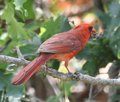 As I was walking back to where we'd parked the car at the picnic area, I saw a pair of Northern Cardinals and got a photo of the male.