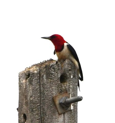 On a power pole behind the Holy City gift shop, this male Red-headed Woodpecker posed for a photo.
