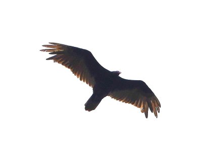 We had hoped to see a Zone-tailed Hawk that had been reported in the area, but that had to wait for our third trip to the area; today we only saw Turkey Vultures.