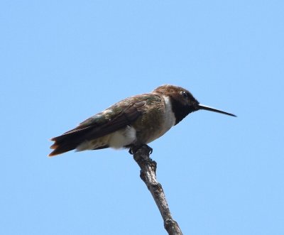 After we had walked all around the Holy City gift shop, this male Black-chinned Hummingbird finally made an appearance near the feeders.