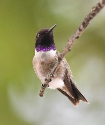 Black-chinned Hummingbird, on a low branch near the feeders outside the Holy City gift shop