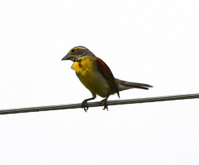 As we left the Holy City area, we spotted this Dickcissel on the wire.