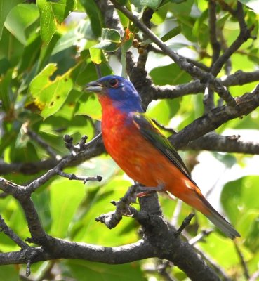 Male Painted Bunting, at the Environmental Education Center