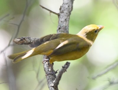 Female Summer Tanager, along trail at Environmental Education Center
