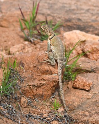 Then I noticed this female closer to me. I thought she and the male were considering each other.