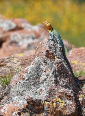 DSC_6896b.jpg