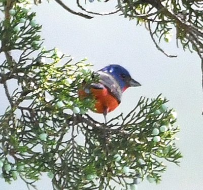 We stopped at the Sunset parking lot to look for the hawk again, but found a Painted Bunting again.